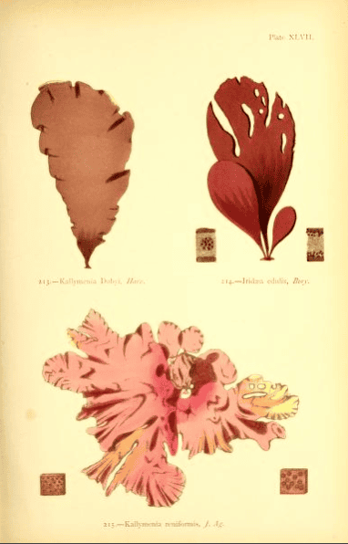 The botanical illustrations show three types of seaweed in varying shades of  pink, brown and red. S