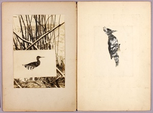 Rail and Woodpecker, study folder for book Concealing Coloration in the Animal Kingdom