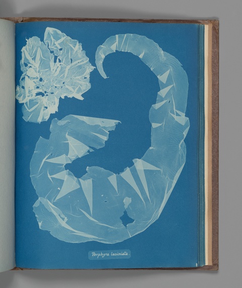 Porphyra laciniata, ca. 1853, Anna Atkins, British