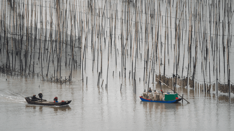 Two boats with harvesters are pictured on the water among tall, thin bamboo poles used for seaweed c