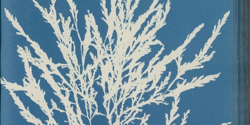 Anna Atkins: Pioneering Botanist and Creator of the First Photo Book