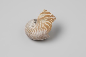 Nautilus pompilius shell from the wreck of the Dutch East India ship Witte Leeuw
