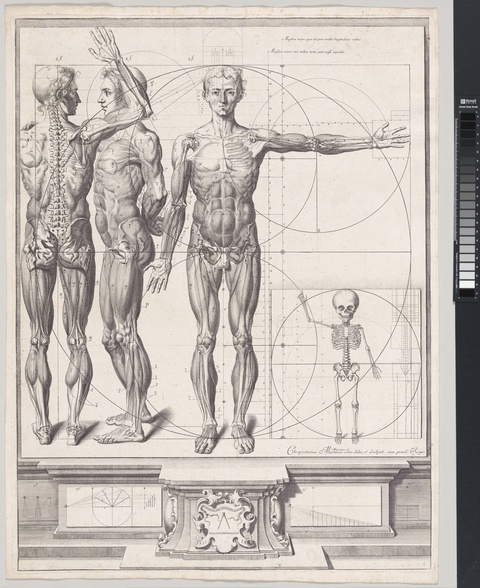 Plate for the ‘Atlas Anatomico’ (unpublished), Plate ca. 1680–94; printed 1740, Crisóstomo Alejandri