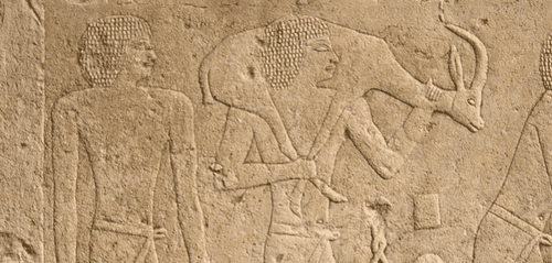 The Scimitar-Horned Oryx: To Extinction and Back