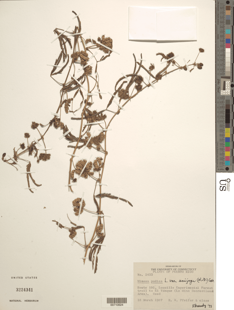 A botanical specimen of a small dried branch with leaves.