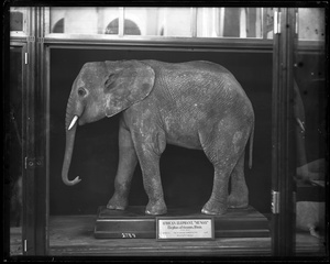 Mount of African Elephant "Mungo"