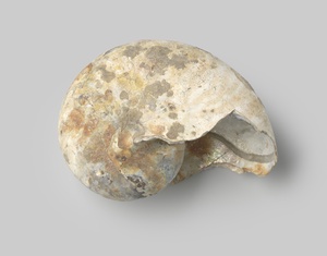 Nautilus pompilius shell from the wreck of the Dutch East India ship Witte Leeuw