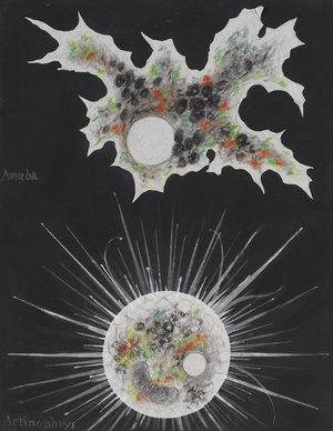 Amoeba: Actinophrys