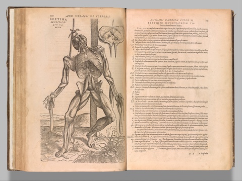 De humani corporis fabrica (Of the Structure of the Human Body), 1555, Andreas Vesalius, Flemish
