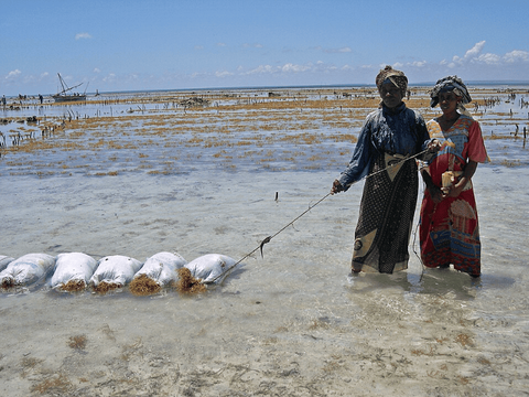 Two women stand in the ocean ankle-deep, holding a line of five white bags filled to the seams with 