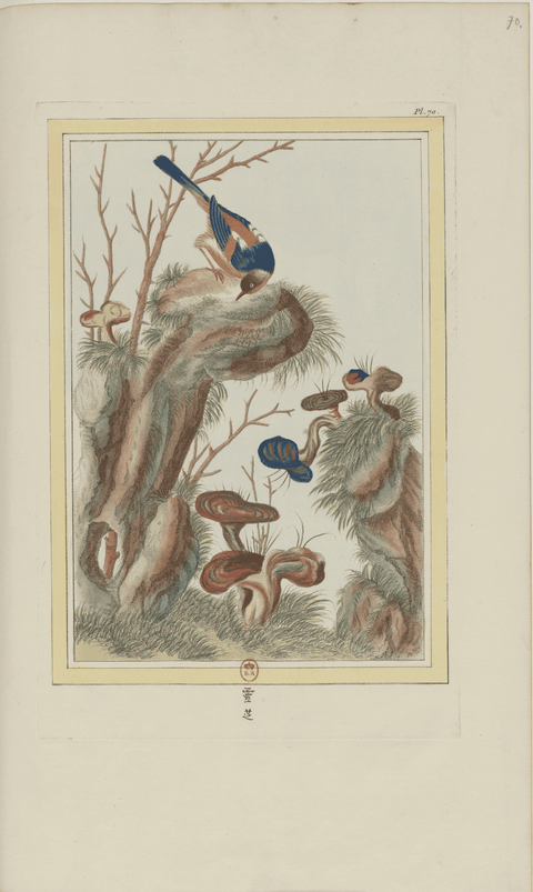 Chinese-inspired hand colored natural history engraving showing a small blue-and-orange bird peering