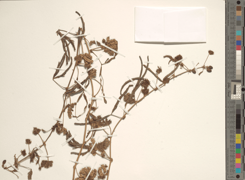 On the Sexing of Plants